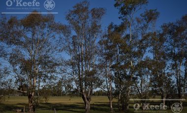 Chacra en venta 39 has Florencio Varela