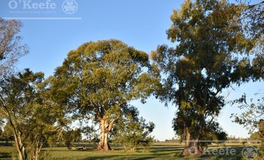 Chacra en venta 39 has Florencio Varela