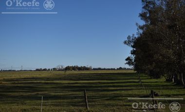 Chacra en venta 39 has Florencio Varela