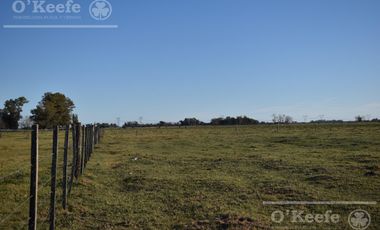 Chacra en venta 39 has Florencio Varela