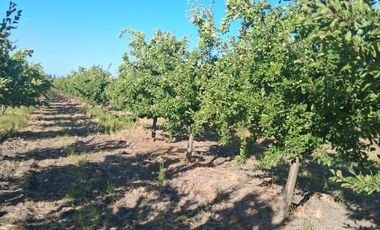 Campo 13.5 H  con ciruela Dayane en producción