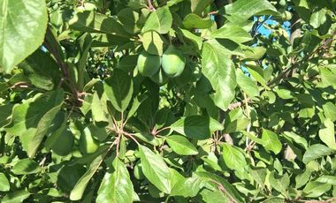 Campo 13.5 H  con ciruela Dayane en producción