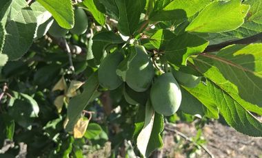Campo 13.5 H  con ciruela Dayane en producción