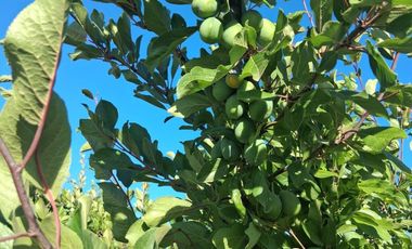 Campo 13.5 H  con ciruela Dayane en producción