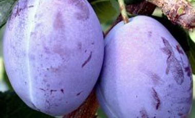 Campo 13.5 H  con ciruela Dayane en producción