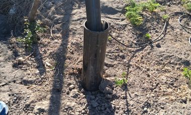 Campo 13.5 H  con ciruela Dayane en producción