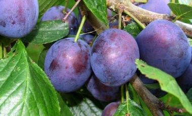 Campo 13.5 H  con ciruela Dayane en producción