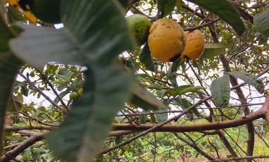 Venta Quinta Guayllabamba para descanso y  agricultura