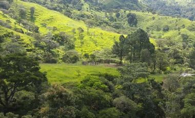 VENDO FINCA DE  39 HECTAREAS EN REMATE EN GUALACA
