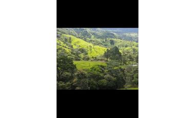 VENDO FINCA DE  39 HECTAREAS EN REMATE EN GUALACA