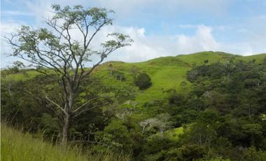 VENDO FINCA DE  39 HECTAREAS EN REMATE EN GUALACA