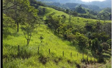 VENDO FINCA DE  39 HECTAREAS EN REMATE EN GUALACA