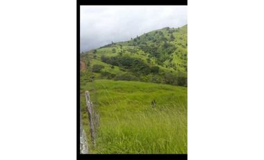 VENDO FINCA DE  39 HECTAREAS EN REMATE EN GUALACA