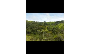 VENDO FINCA DE  39 HECTAREAS EN REMATE EN GUALACA