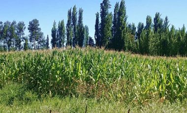 Terreno en venta en yerbas buenas - Excelente