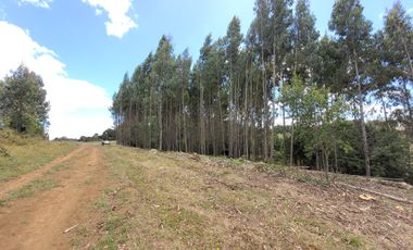 PARCELAS 5000 M2   ROL PROPIO RES SAG  REG DE LOS LAGOS!!