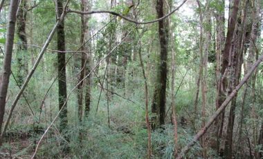 PARQUE TEPUHUEICO, CHONCHI