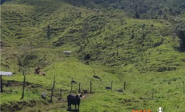 VENTA FINCA, SANTO DOMINGO ANTIOQUIA