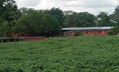 Terreno de 297 Hectáreas carretera  Tetiz - Celestún