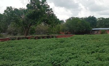 Terreno de 297 Hectáreas carretera  Tetiz - Celestún