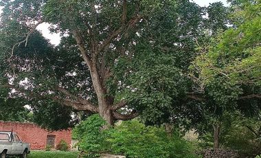 Terreno de 297 Hectáreas carretera  Tetiz - Celestún
