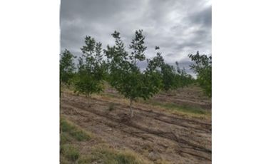 VENDE – FINCA DE 86 HECTREAS, UBICADAS EN ANCHORIS, TUPUNGATO,MENDOZA