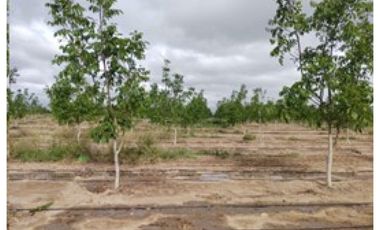 VENDE – FINCA DE 86 HECTREAS, UBICADAS EN ANCHORIS, TUPUNGATO,MENDOZA