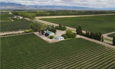 Viñedos El Cepillo