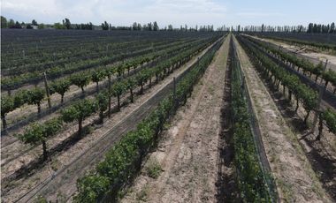 Viñedos El Cepillo