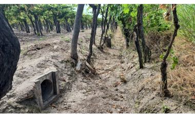VENDE Finca, sobre Carril Montecaseros, San Martín, Mendoza