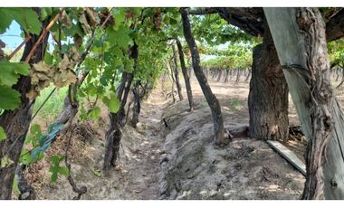VENDE Finca, sobre Carril Montecaseros, San Martín, Mendoza