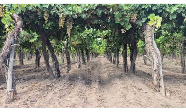 VENDE Finca, sobre Carril Montecaseros, San Martín, Mendoza