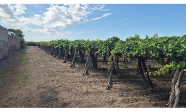 VENDE Finca, sobre Carril Montecaseros, San Martín, Mendoza