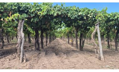 VENDE Finca, sobre Carril Montecaseros, San Martín, Mendoza