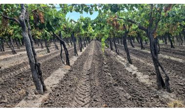 VENDE Finca, sobre Carril Montecaseros, San Martín, Mendoza