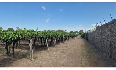 VENDE Finca, sobre Carril Montecaseros, San Martín, Mendoza