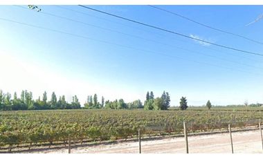 VIÑEDOS EN BARRANCAS MAIPÚ MENDOZA