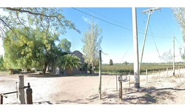 VIÑEDOS EN BARRANCAS MAIPÚ MENDOZA