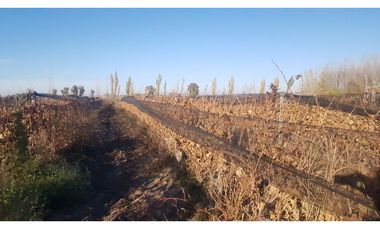FINCA VIÑEDOS RIVADAVIA