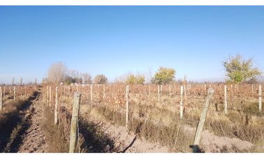 FINCA VIÑEDOS RIVADAVIA