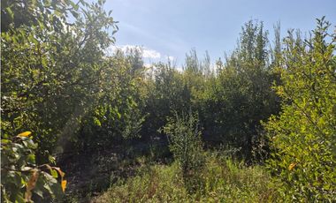 VENDE FINCA SOBRE CALLEJÓN MENACHO, SAN MARTN, MENDOZA.