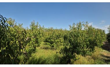 VENDE FINCA SOBRE CALLEJÓN MENACHO, SAN MARTN, MENDOZA.