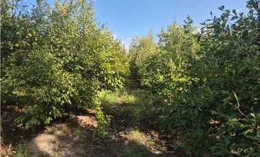 VENDE FINCA SOBRE CALLEJÓN MENACHO, SAN MARTN, MENDOZA.