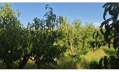 VENDE FINCA SOBRE CALLEJÓN MENACHO, SAN MARTN, MENDOZA.