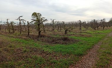 VENTA PROPIEDAD AGRÍCOLA 90 HA EN LINARES