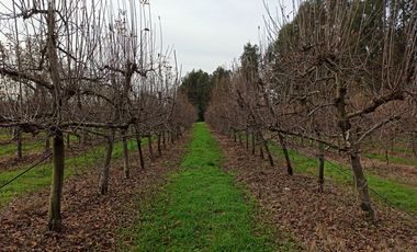 VENTA PROPIEDAD AGRÍCOLA 90 HA EN LINARES