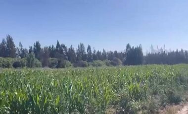 Parcela en venta  en MARÍA PINTO