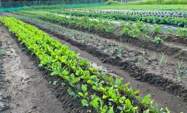 3 HECTÁREAS QUILLÓN PISCINA MÁS BODEGA CRÉDITO SIN INTERÉS