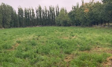 Vende Chacra 4 Hectareas en Senillosa