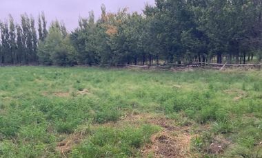 Vende Chacra 4 Hectareas en Senillosa